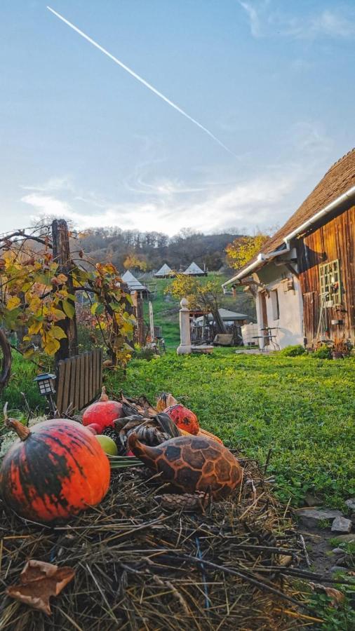 Saschiz 130/Lodging And Glamping المظهر الخارجي الصورة